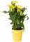Plant in a Box - Arum - Zantedeschia - Hauteur 30-40cm - Pot 12cm - Plante d’extérieur en été, Plante d’intérieur toute l’année - Jaune