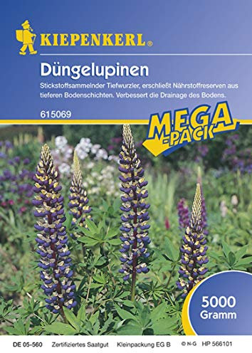 Kiepenkerl Düngelupinen 'Blaue Süßlupinen'
