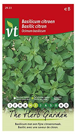 Basilic citron - Convient pour la culture en pot
