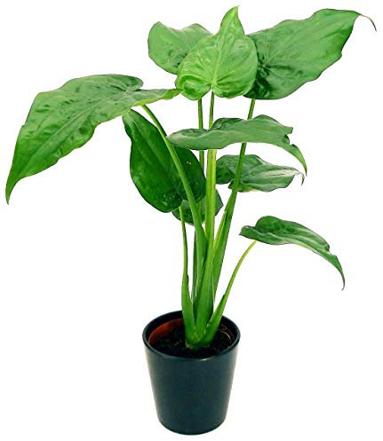 POWERS TO FLOWERS - ALOCASIA CUCULLATA, ORECCHIE D'ELEFANTE, pianta vera