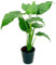 POWERS TO FLOWERS - ALOCASIA CUCULLATA, ORECCHIE D'ELEFANTE, pianta vera