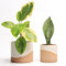 JOFAMY Lot de 2 pots de fleurs en céramique pour plantes d'intérieur de 13,7 à 11,9 cm avec drainage, double couleur émaillée blanc moucheté et fond en terre cuite, idée pour les amateurs de plantes