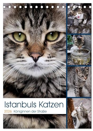 Istanbuls Katzen (Tischkalender 2026 DIN A5 hoch), CALVENDO Monatskalender: Katzenportraits aufgenommen in Istanbul. (CALVENDO Tiere)