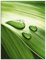 ARTland Wanddeko Glasbilder Wandbild Glas Bild 80 x 60 cm Botanik Blätter Foto Grün G2VS Nahaufnahme eines grünen Pflanzenblattes