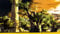 10 Samen Afrikanischer Affenbrotbaum Baobab Adansonia digitata Baobab