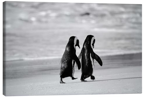 Posterlounge Pinguine gehen Hand in Hand Leinwandbild | 100 x 70 cm von Stuart Westmorland Schwarz-Weiß Wandbilder Wanddeko