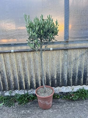 Ulivo Olivo Olea europea pianta alberello H. 100/110cm FOTO REALI