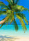 LYSCO XXL Poster 100 x 70cm (S-851) Palme an türkisem Wasser und blauem Himmel (Lieferung gerollt!)