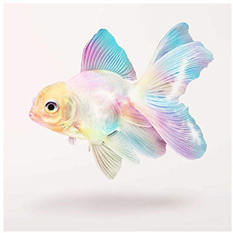 Bilderwelten Glasbild - Jonas Loose - Fisch in Pastell 30 x 30cm