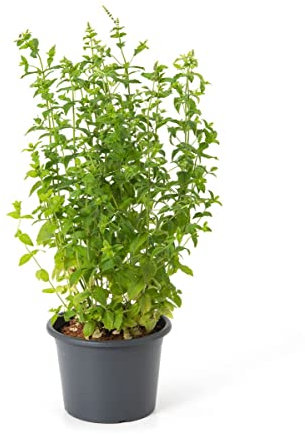 Planta de Menta Poleo Natural Fácil de Cultivar y Mantener en el Hogar