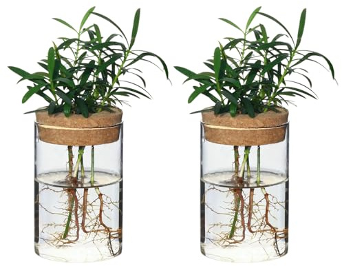 wangsdjy Separated Desktop Glass Flower Vases - Ideal Plants Propagation Stations for Living Room, Bedroom Decoration,Home Decor (2)