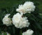 10 Samen Chinese White Krautige Pfingstrose Samen Blumensamen-Bonsai-Baum # 32735546358ST