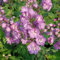 Rittersporn Astolat - Delphinium pacific