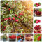 200 pcs Cranberry samen - säulenobst plants robuste balkonpflanzen winterhart preiselbeeren pflanzen,Vaccinium macrocarpon, obstbaum plant saatgut geschenk exotische früchte topfpflanzen