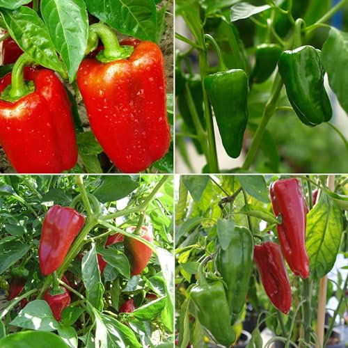Semillas de Pimiento Multi Pack - 4 Variedades Diferentes Pimientos Rellenos Kit de Semillas Largo Reus Padron Piquillo Dulce Italiano