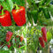 Semillas de Pimiento Multi Pack - 4 Variedades Diferentes Pimientos Rellenos Kit de Semillas Largo Reus Padron Piquillo Dulce Italiano