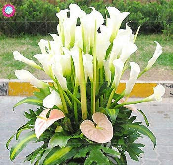 Sump Fresh 100pcs semillas de flores de cala para plantar blanco