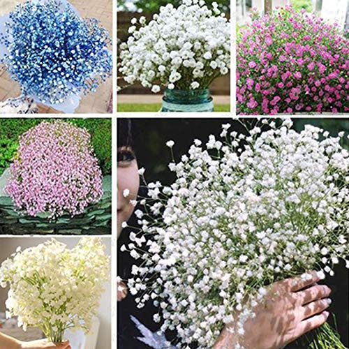 Benoon Gypsophila-Samen, 200 Stück/Beutel Gypsophila-Samen Hohe Keimrate Rustikale Dekorative Vibrierende Gypsophila-Samen Für Den Garten Gypsophila Samen