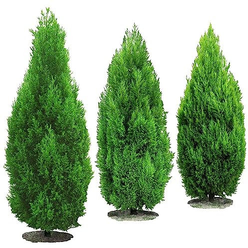 100 Stücke zypressen pflanzen winterhart samen blumen garten, winterharte balkonpflanzen (Cupressus funebris) bonzai bäume, stauden winterhart mehrjährig gartenpflanzen winterhart