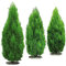 100 Stücke zypressen pflanzen winterhart samen blumen garten, winterharte balkonpflanzen (Cupressus funebris) bonzai bäume, stauden winterhart mehrjährig gartenpflanzen winterhart