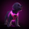 PcEoTllar Hundegeschirr Leuchtend, Leuchtgeschirr LED Aufladbar & Reflektierendes, Beleuchtetes Leuchtgeschirr für Welpe Klein Mittlere Hund, Atmungsaktiv Leucht Geschirr, Rosa-XS
