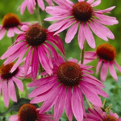 ECHINACEA PURPUREA – LILA Sonnenhut, WIDERSTANDSFÄHIGE STAUDE – 50 SAMEN