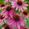 ECHINACEA PURPUREA – LILA Sonnenhut, WIDERSTANDSFÄHIGE STAUDE – 50 SAMEN