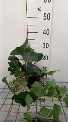 Hedera algeriensis laforet - Lierre 40-60 cm en pot