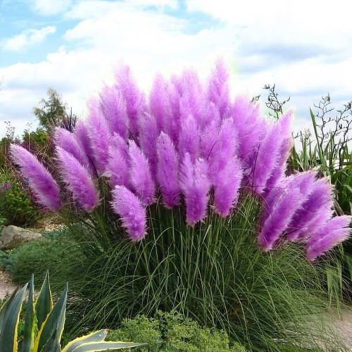 Rare Pampas Garss Semi di Pampas Pampas Erba Semi di Piante Casa Yard Decor All'aperto Piante (200Pcs)