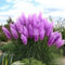 Rare Pampas Garss Semi di Pampas Pampas Erba Semi di Piante Casa Yard Decor All'aperto Piante (200Pcs)