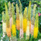 Winterharte Eremurus Steppenkerze Stauden Kollektion (3 Wurzeln), Mix von 3 Sorten für Garten, 1 von jeder Farbe, große mehrjährige Pflanzen aus Holland (kein Samen), Weiß-Rot-Rosa Hybriden