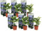 Plant in a Box - Plato de hortensias - Set de 6 - Azul - Hortensia de jardín - Maceta 9cm - Altura 25-40cm