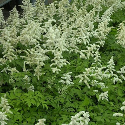 Prachtspiere Deutschland - Astilbe japonica - Gartenpflanze