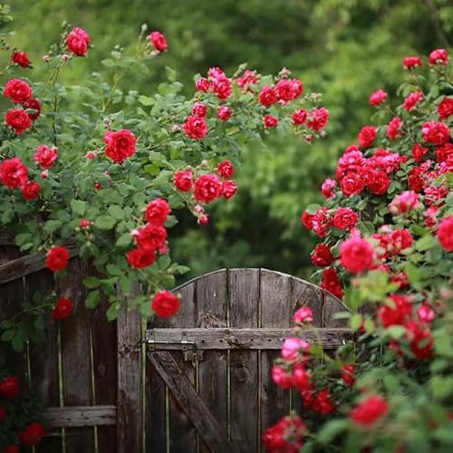 1 Fragrant Rosa Random Selection of Red English Bush Rose Bare Rooted Plant for Brighten Garden Outdoor Landscape Shrub Border Walkway Vertical Hedge