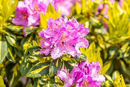 Rhododendron 'Goldflimmer' 40-50 cm – Winterhart, Immergrün, Pflegeleicht – Alpenrose – Zierstrauch für Garten & Schattenbeet