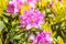 Rhododendron 'Goldflimmer' 40-50 cm - Immergrüner Rhododendron, gelb-grün panaschierte Blätter, ideal für schattige Standorte, winterhart und pflegeleicht