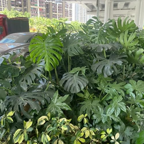 50 piezas Semillas Monstera - Monstera Deliciosa Plantas hidropónicas plantas verdes, Semillas de plantas Monstera Planta de interior, plantas verdes plantas de interior. Jardín