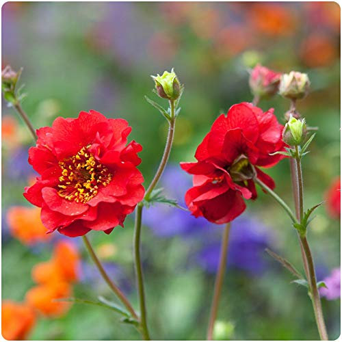 6 x Geum 'Mrs Bradshaw' Red Flowering Large Plug Plants Hardy Perennials