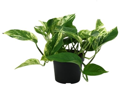 Epipremnum Marble Queen – Pflegeleichte Efeutute Ø 12 cm, 20 cm Höhe, Rank- & Hängepflanze für Innenräume – Zimmerpflanze mit Marmorierter Blattstruktur