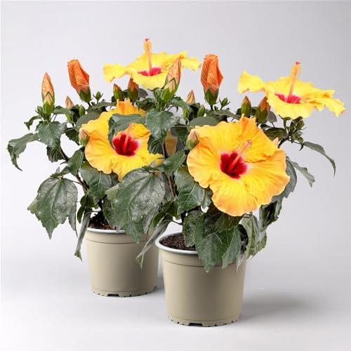 Hibiskus HibisQs® 'Adonicus Apricot' apricot-rot, Topf-Ø 13 cm, 2 Pflanzen