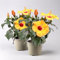 Hibiskus HibisQs® 'Adonicus Apricot' apricot-rot, Topf-Ø 13 cm, 2 Pflanzen