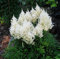 3 x Astilbe arendsii 'Deutschland' (Winterhart/Stauden/Staude/Mehrjährig) Prachtspiere - in Weiß - Zeitlose Schönheit in strahlendem Weiß - Sehr Bienen und Insektenfreundlich - von Stauden Gänge