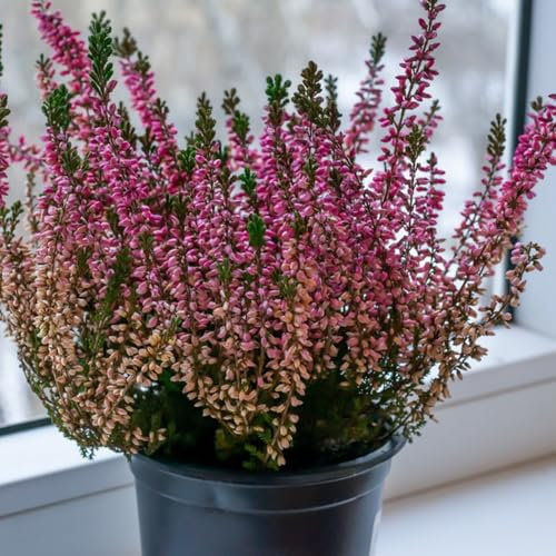 50 piezas Semillas de brezo maceta flores regalo Erica carnea, semillas de brezo de invierno, semillas de flores de plantas de jardín bonsai pot regalos flores silvestres semillas