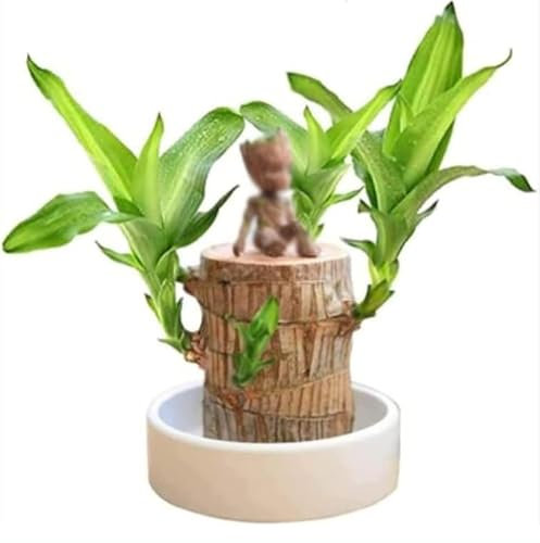 2024 Brazillian Wood Brazilian Wood Plant Indoor with Pot (Brazilian Lucky Wood+Base+Straw Man Ornaments)