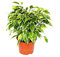 Exotenherz - Buschige Birkenfeige - Ficus benjamini Kinky - weißbuntes Laub - 12cm Topf