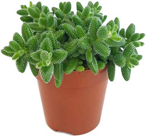 Fangblatt - Delosperma echinatum - Sukkulente im Ø 12 cm Topf - kuschelige Gurkenpflanze - pflegeleichte Zimmerpflanze