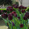 12 pcs tulpenzwiebeln winterhart mehrjährig, Wildtulpen Zwiebeln, deko wohnzimmer, hydrokultur pflanzen tulip tulpenzwiebeln kaufen - Tulipa gesneriana - blumengarten zimmerpflanzen