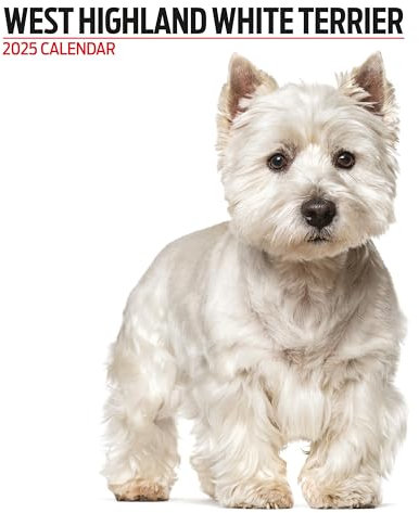 West Highland White 2025 Moderner Kalender