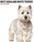 West Highland White 2025 Moderner Kalender