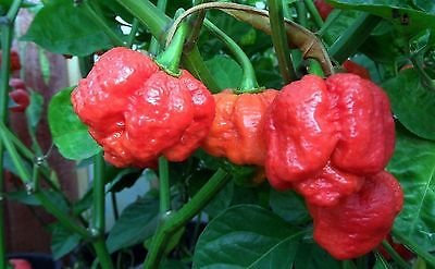 Mondi Trinidad Skorpion heißesten Chili Record del Mondo, 15 halb